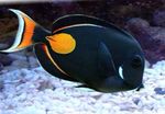 Achilles Tang