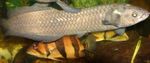 Afrikaanse Arowana