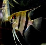 Angelfish scalare