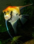 Angelfish Қарапайым (Angelfish) Фото мен сипаттамалары