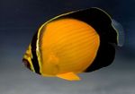 Arap Butterflyfish