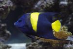 Asfur Angelfish (Pomacanthus asfur) Photo; Motley