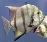 Атлантическият Spadefish