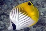 Auriga Butterflyfish fotografija in značilnosti