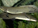 Australian Lungfish