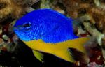 Azure Damselfish Photo and characteristics