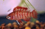 Badis badis Photo and characteristics