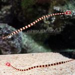 Banded Pipefish