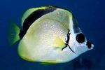 Barberfish, Butterflyfish Blacknosed