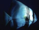 Batavia Bat Fish