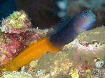 Bicolor Blenny  foto e cuidado