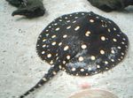 Bigtooth River Stingray