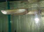 Svartur Arowana