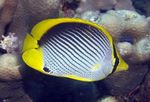 Black Nodrošināti Butterflyfish