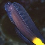 Black Combtooth Blenny  foto e cuidado