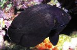 შავი Nox Angelfish, შუაღამისას Angelfish