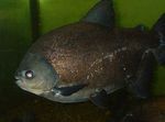 Pacu Nera