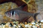 Akvarijske Ribice Black Phantom Tetra (Hyphessobrycon megalopterus) fotografija; srebrna