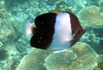 შავი პირამიდის (Brushy-Toothed) Butterflyfish