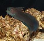 Blenny Sailfin Negru