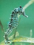 Seahorse Negru  fotografie și îngrijire