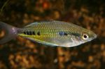 Black-spotted rainbowfish