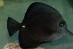 Black Tang