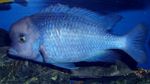 Blue Dolphin Cichlid, Moorei Cichlid