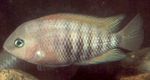 Cichlid Gorm-Eye