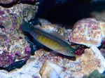 Linia Dottyback Niebiesko-