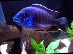 Sinine Paabulind Cichlid