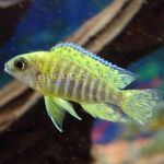 Pesti de Acvariu Albastru Păun Cichlid (Aulonocara nyassae) fotografie; Dungi