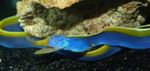 Pesti de Acvariu Blue Ribbon Eel (Rhinomuraena quaesita) fotografie; Albastru