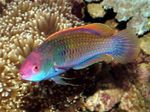 Blue-scaled fairy-wrasse