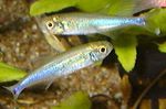 Blue tetra