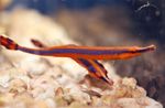 Iasc Aquarium Bluestripe Pipefish (Doryrhamphus excisus) Photo; breac