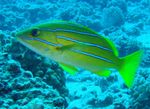 Bluestripe Balığı (Lutjanus kasmira) fotoğraf; sarı