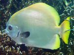 Boers Bat Fish