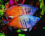 Boesemans Rainbowfish