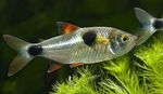 Bucktooth Tetra