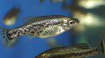 Ameca Splendens, Goodeid