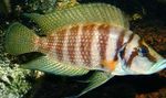 Акваријумске Рибице Цалвус Цицхлид (Altolamprologus calvus) фотографија; стрипед