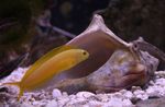 Poisson Marin (Eau De Mer) Blenny Canari  Photo