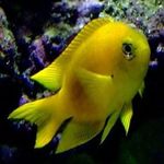 Canary Deep Water Damsel