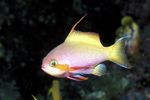 Pesti de Acvariu Anthias Carberryi (Nemanthias carberryi) fotografie; Pestriț