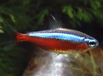 Cardinal Tetra