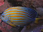 Les Poissons d'Aquarium Chaetodontoplus  Photo; Rayé