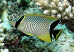 Chevron Butterflyfish