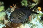 Les Poissons d'Aquarium Chromis  Photo; Noir