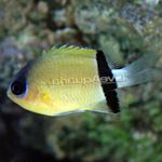 Les Poissons d'Aquarium Chromis  Photo; Jaune